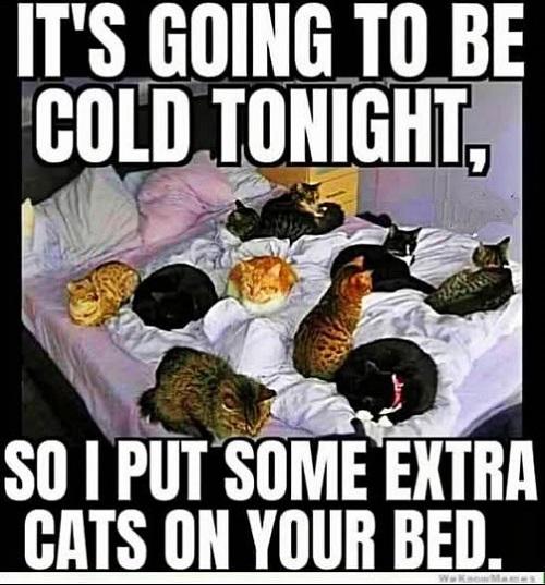 extra cats cold.jpg